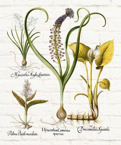 Botaniczny plakat - Hiacynt
