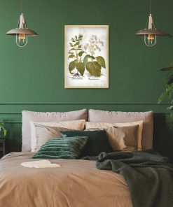 Botaniczny plakat z szałwią powabną do sypialni