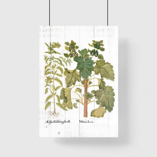 Edukacyjny plakat z roślinami i łacińskimi nazwami