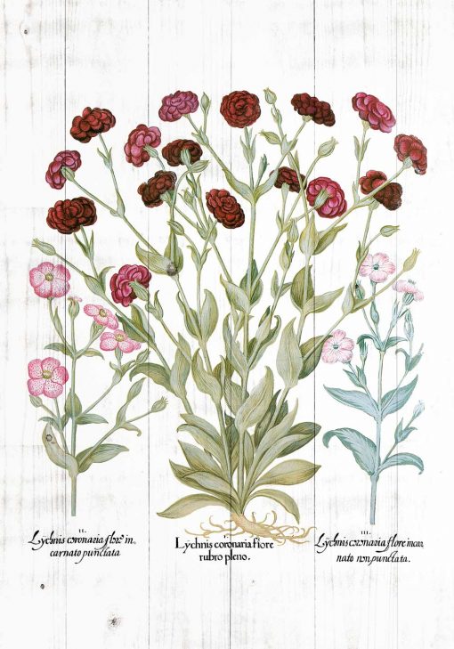 Plakat botaniczny z czerwonymi kwiatami do jadalni