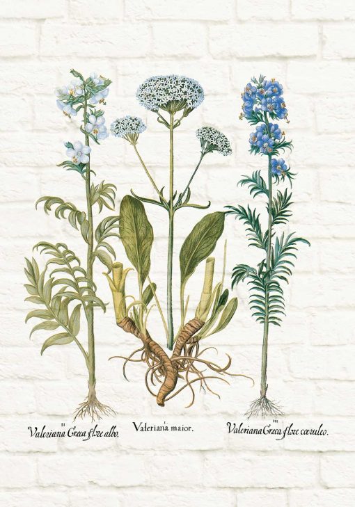 Plakat edukacyjny z ziołami