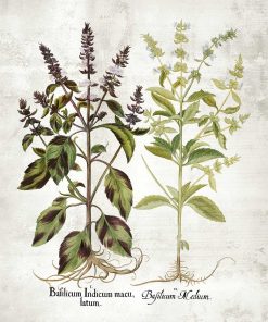 Plakat z bazylią i jej kwiatami - gatunki