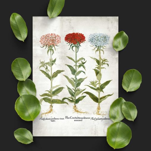 Plakat z kwiatami ogrodowymi - byliny