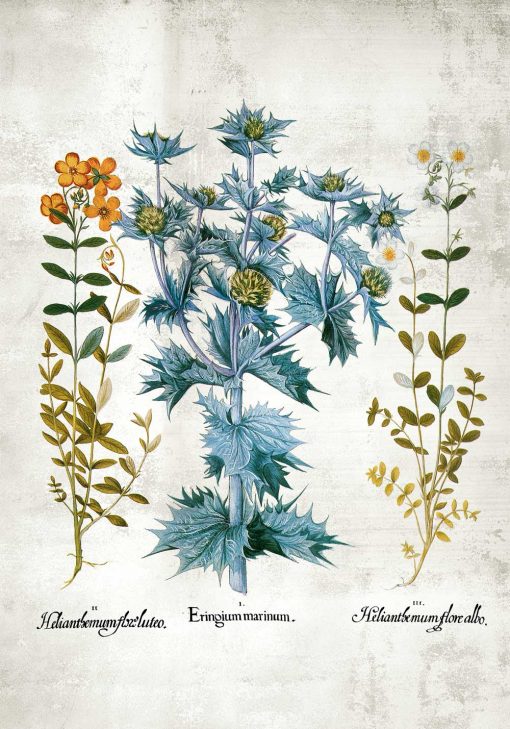 Plakat z kwiatuszkami i łacińskimi nazwami
