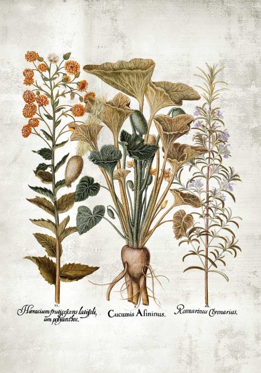Plakat z motywem roślinnym i łacińskimi nazwami