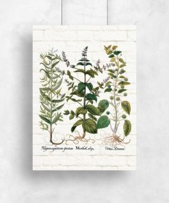 Plakat z ziołami do oprawienia w ramę